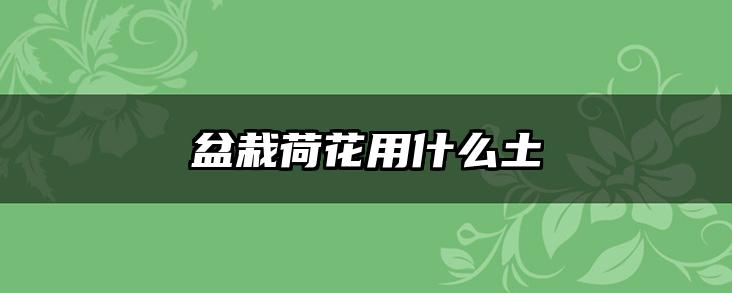 盆栽荷花用什么土
