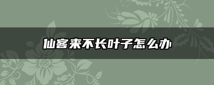 仙客来不长叶子怎么办