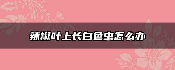 辣椒叶上长白色虫怎么办