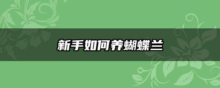 新手如何养蝴蝶兰