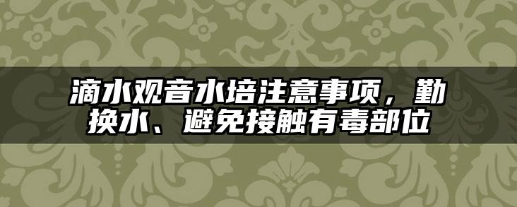 滴水观音水培注意事项,勤换水、避免接触有毒部位