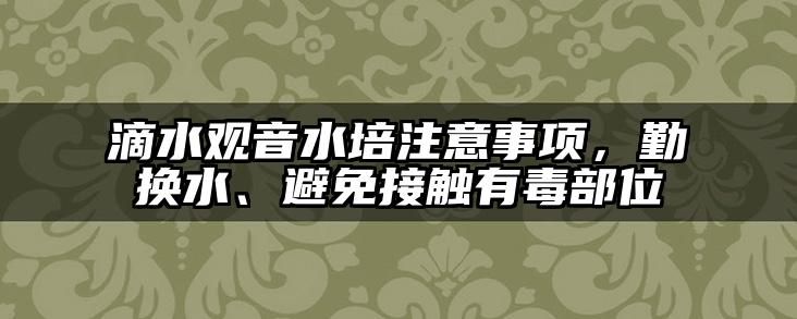 滴水观音水培注意事项，勤换水、避免接触有毒部位