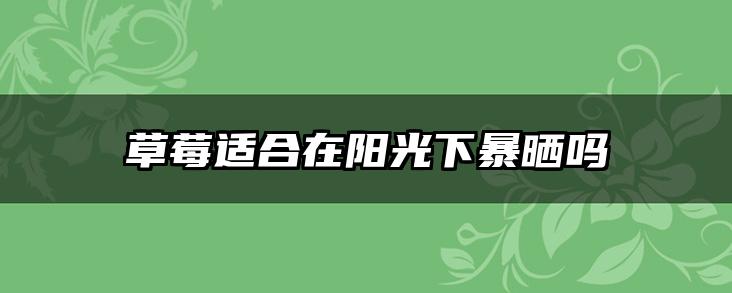 草莓适合在阳光下暴晒吗