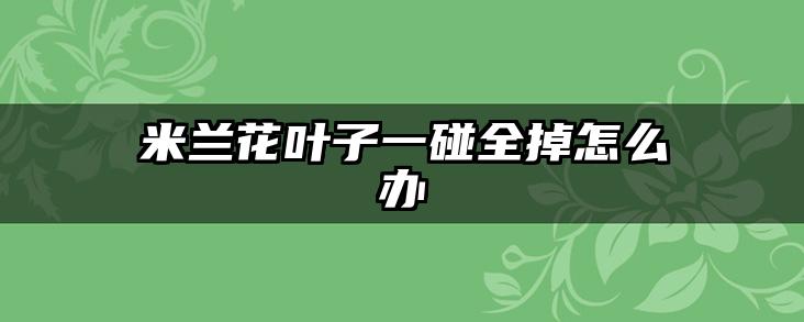 米兰花叶子一碰全掉怎么办