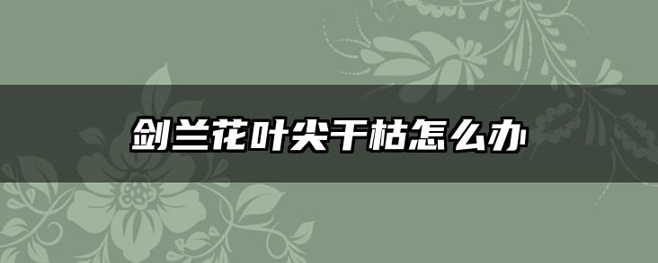 剑兰花叶尖干枯怎么办