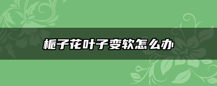 栀子花叶子变软怎么办