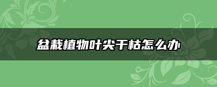盆栽植物叶尖干枯怎么办
