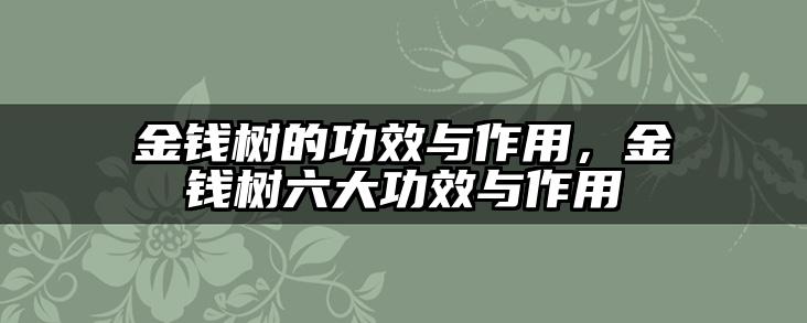 金钱树的功效与作用,金钱树六大功效与作用