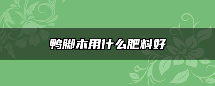 鸭脚木用什么肥料好