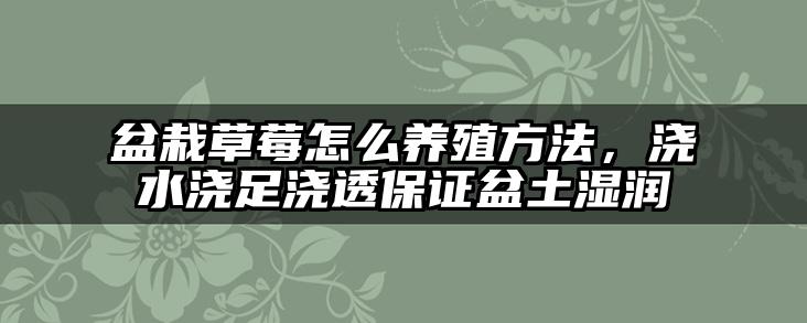 盆栽草莓怎么养殖方法,浇水浇足浇透保证盆土湿润