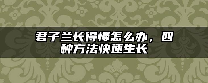 君子兰长得慢怎么办,四种方法快速生长