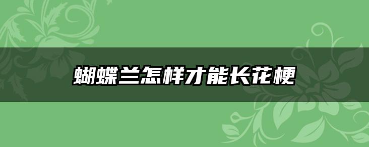 蝴蝶兰怎样才能长花梗