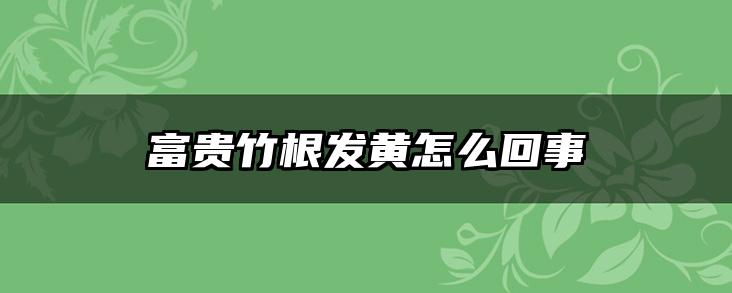 富贵竹根发黄怎么回事