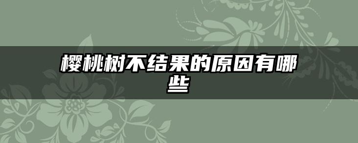 樱桃树不结果的原因有哪些