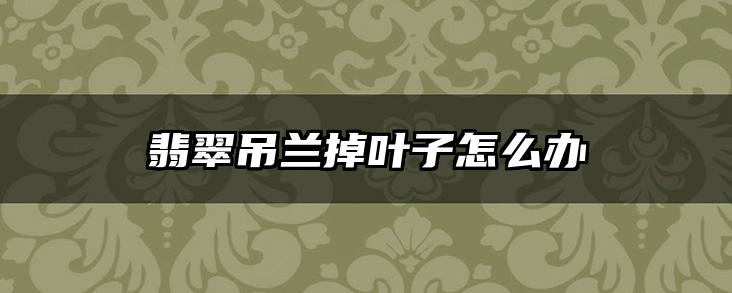 翡翠吊兰掉叶子怎么办