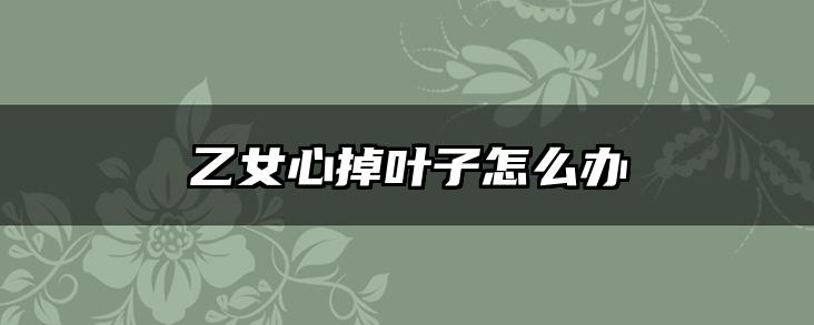 乙女心掉叶子怎么办