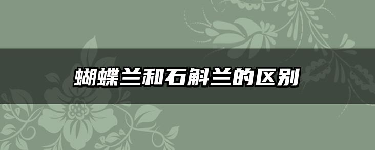 蝴蝶兰和石斛兰的区别