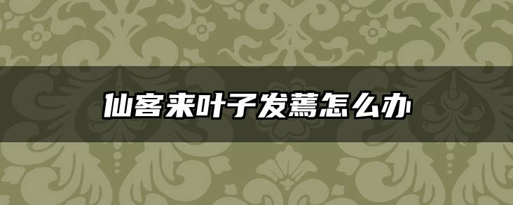 仙客来叶子发蔫怎么办