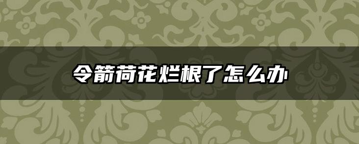 令箭荷花烂根了怎么办