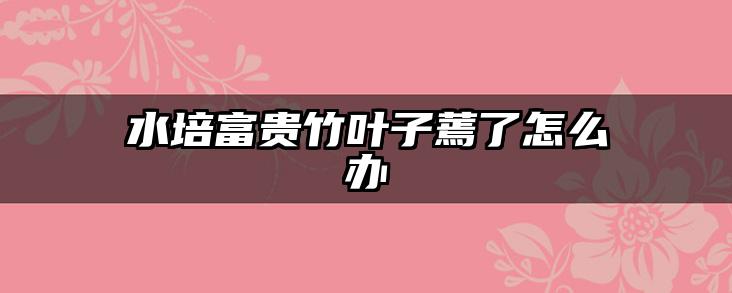 水培富贵竹叶子蔫了怎么办