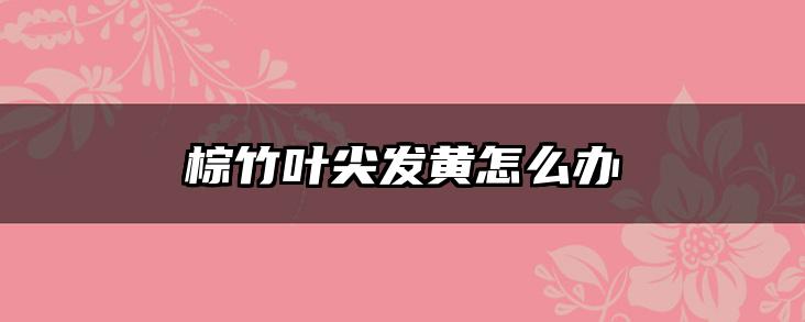 棕竹叶尖发黄怎么办