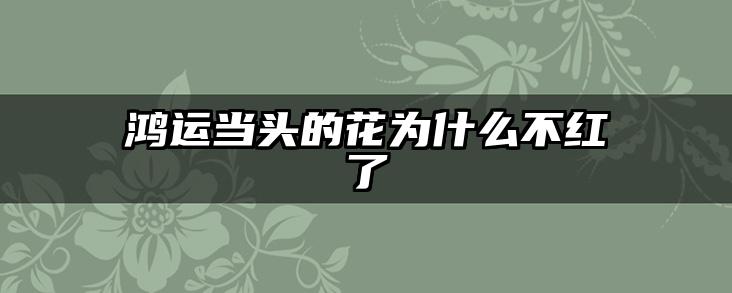 鸿运当头的花为什么不红了
