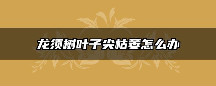 龙须树叶子尖枯萎怎么办