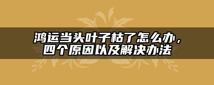 鸿运当头叶子枯了怎么办,四个原因以及解决办法
