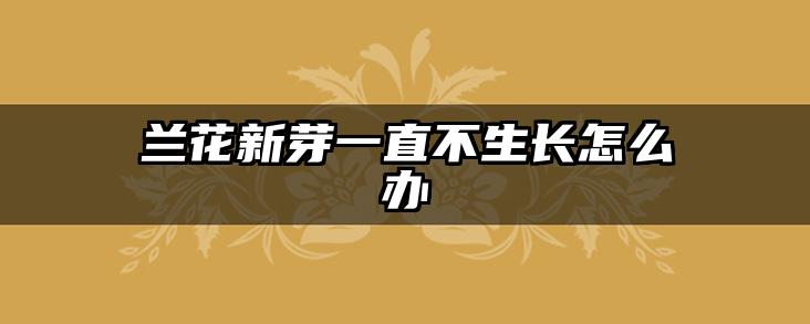 兰花新芽一直不生长怎么办