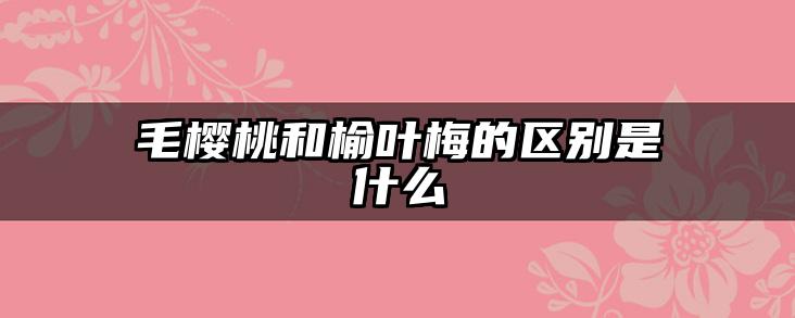 毛樱桃和榆叶梅的区别是什么