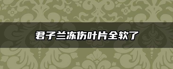 君子兰冻伤叶片全软了