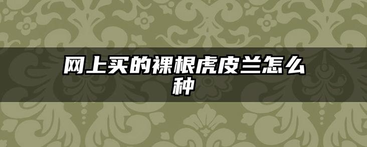 网上买的裸根虎皮兰怎么种
