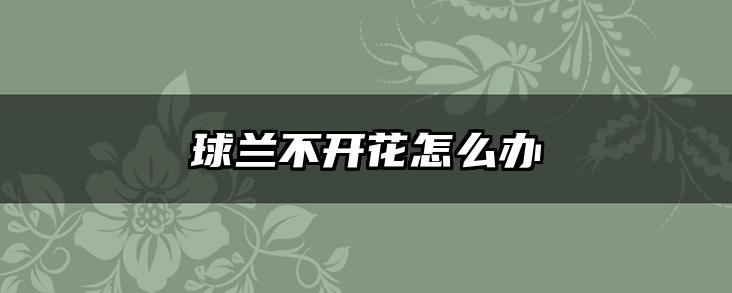 球兰不开花怎么办