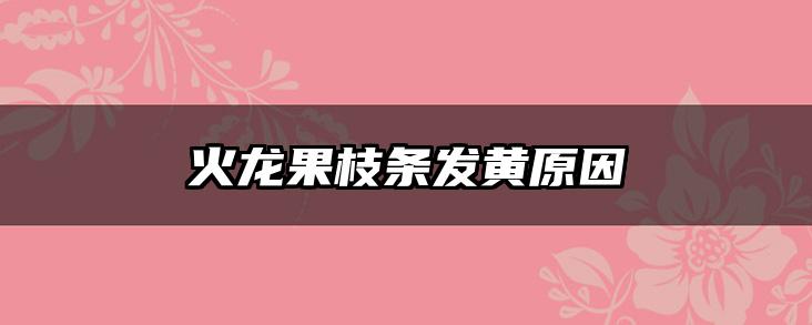 火龙果枝条发黄原因