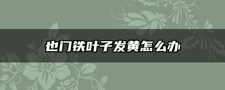 也门铁叶子发黄怎么办