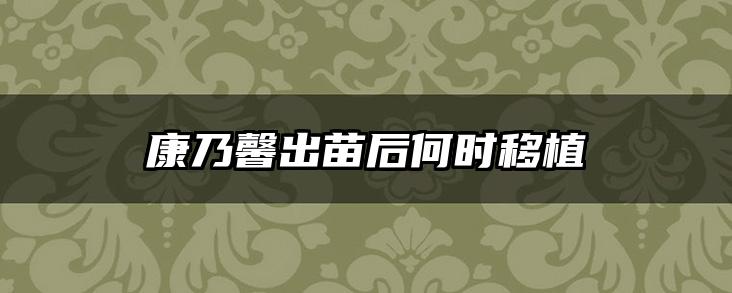 康乃馨出苗后何时移植