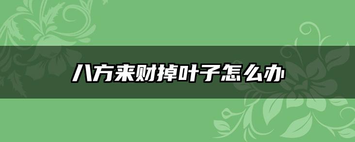 八方来财掉叶子怎么办