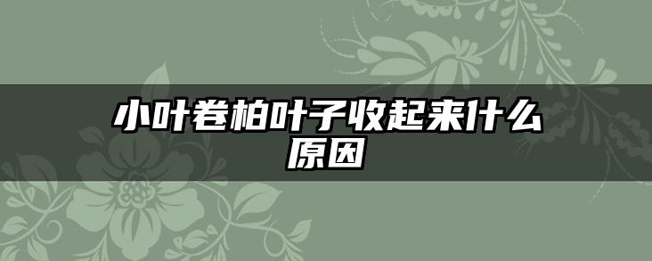 小叶卷柏叶子收起来什么原因