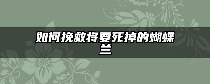 如何挽救将要死掉的蝴蝶兰