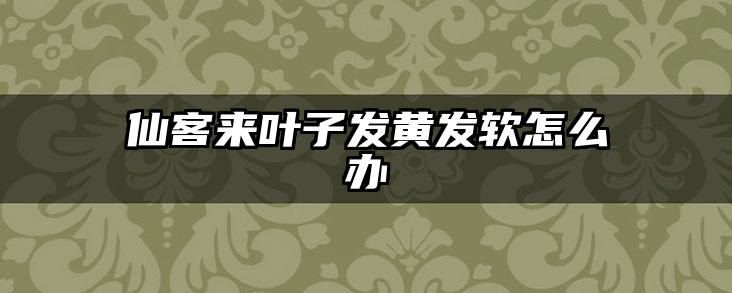 仙客来叶子发黄发软怎么办