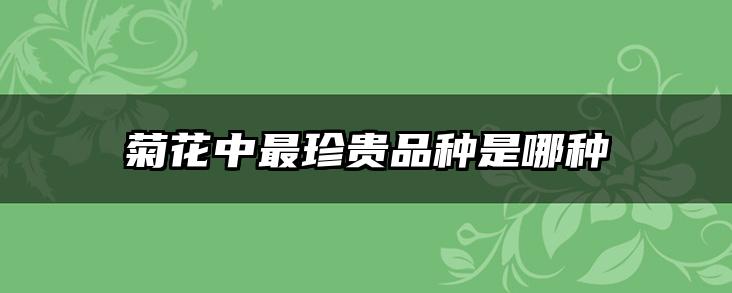 菊花中最珍贵品种是哪种