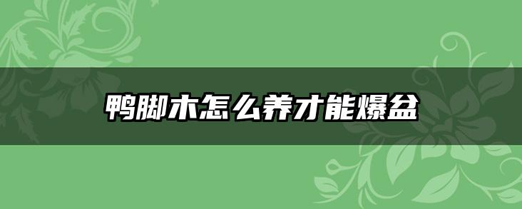 鸭脚木怎么养才能爆盆