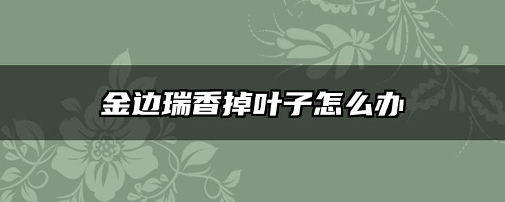 金边瑞香掉叶子怎么办