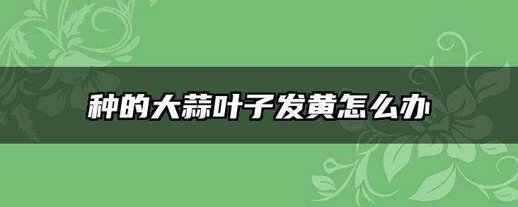 种的大蒜叶子发黄怎么办