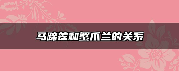 马蹄莲和蟹爪兰的关系