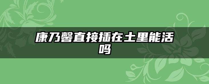 康乃馨直接插在土里能活吗