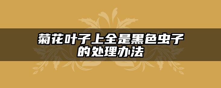 菊花叶子上全是黑色虫子的处理办法