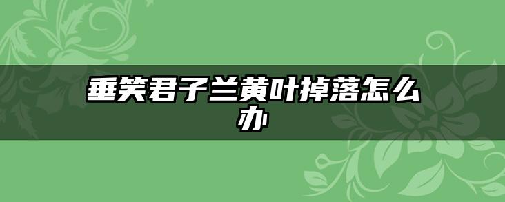 垂笑君子兰黄叶掉落怎么办