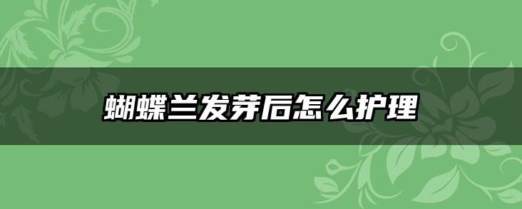 蝴蝶兰发芽后怎么护理