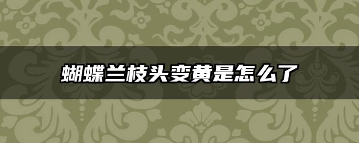 蝴蝶兰枝头变黄是怎么了